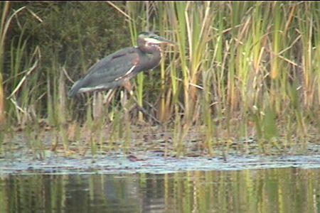Back in the marsh, I photographed the mandatory wildlife picture. 	