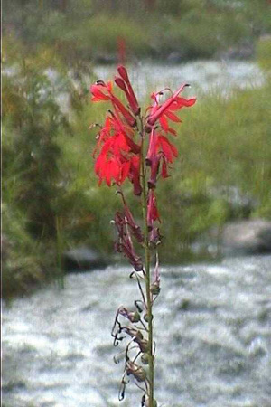 These are hardy plants and seem to thrive in areas that are scoured each spring with ice and floods. 	