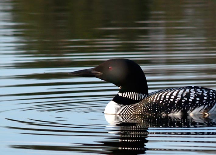 loon