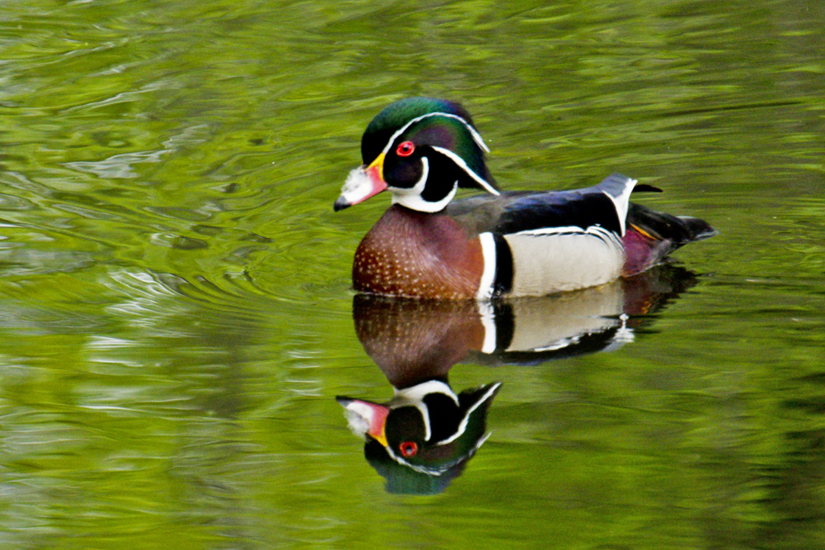 wood duck