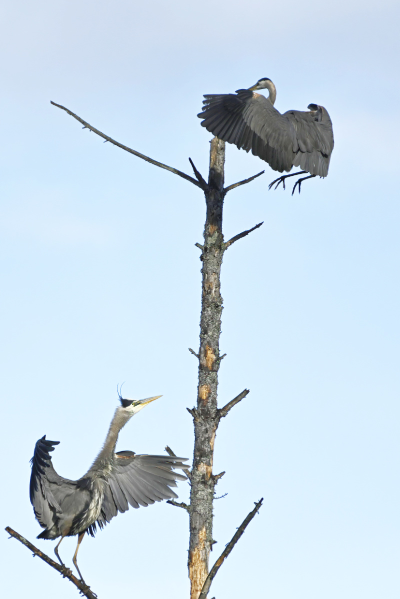 Here comes one foraging spouse.