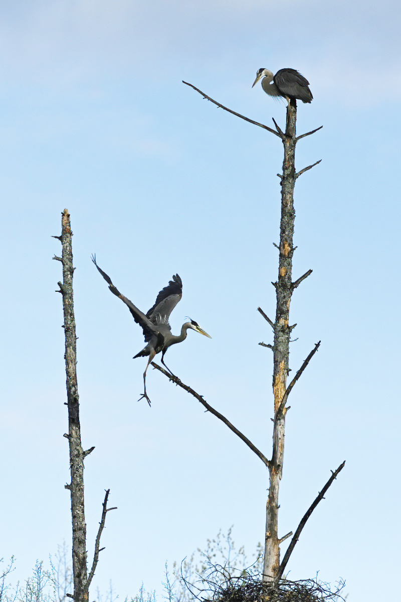Dancing on the branches