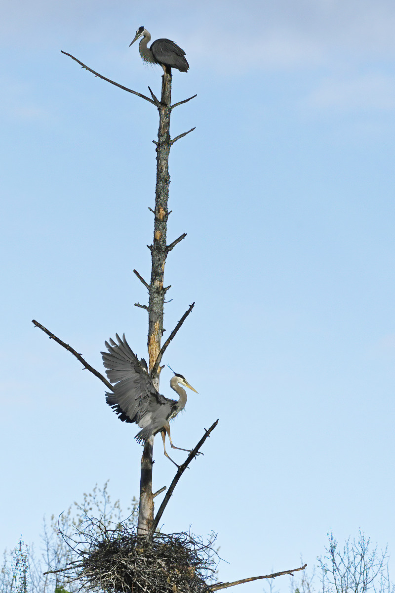 Finally gets to the nest.