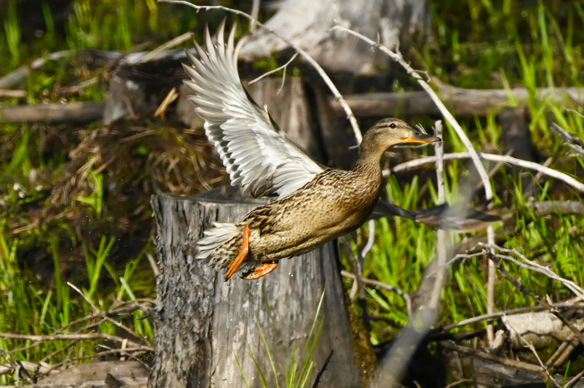 A female Mallard seems late for an appointment.