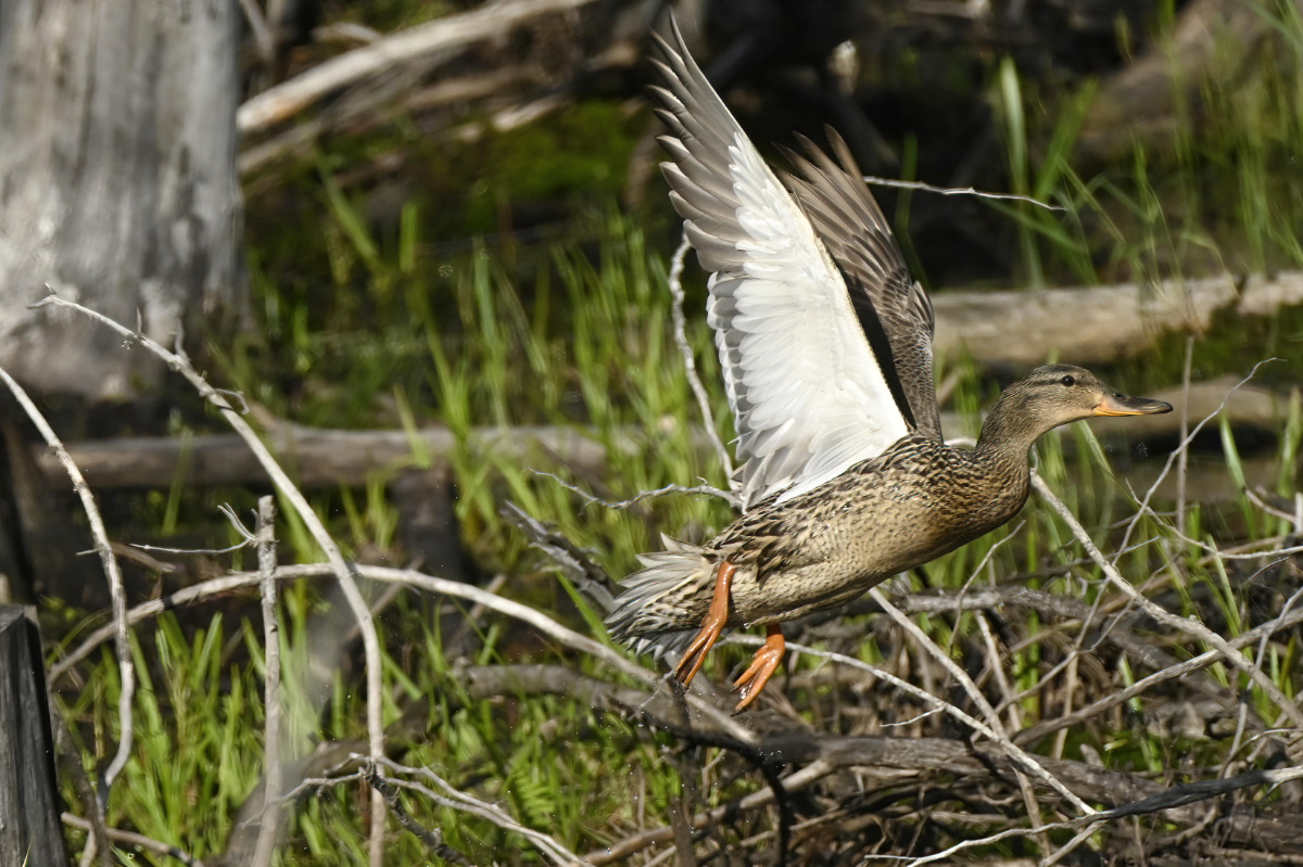 A few ducks are in the swampy pond below the heron nests.