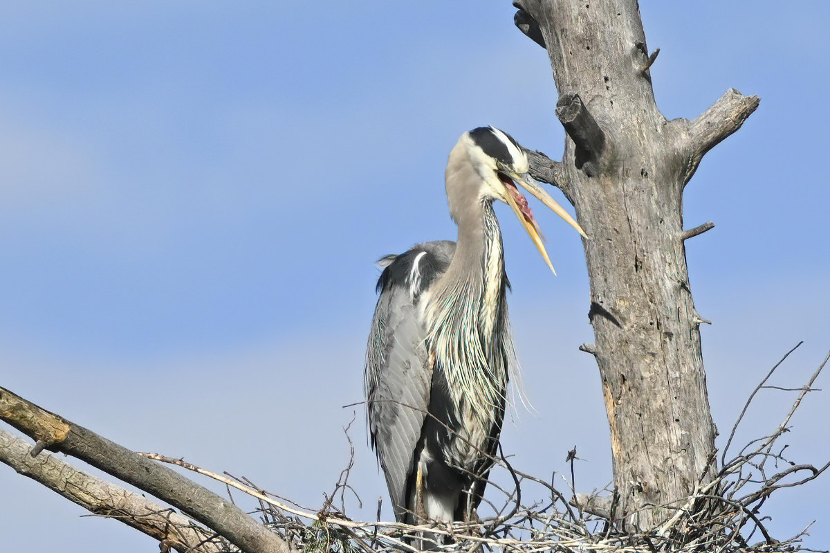 Time to feed the chick. At this stage, they feed regurgitated meat to the little one.