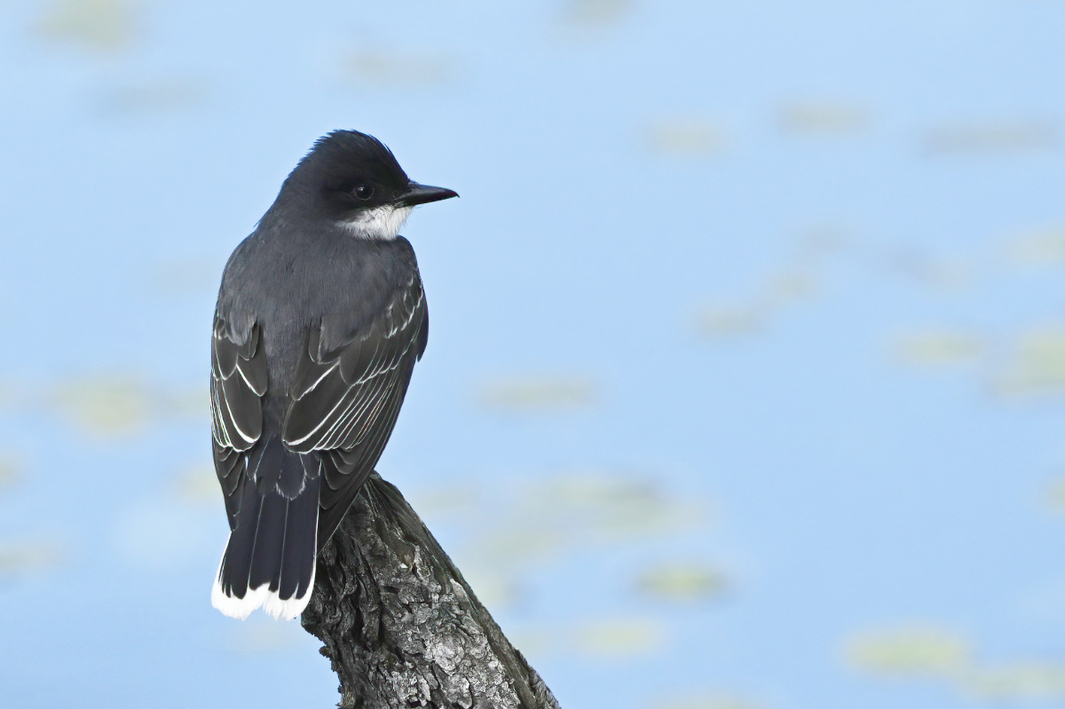 A kingbird enjoys the variety of insects available for the buffet.