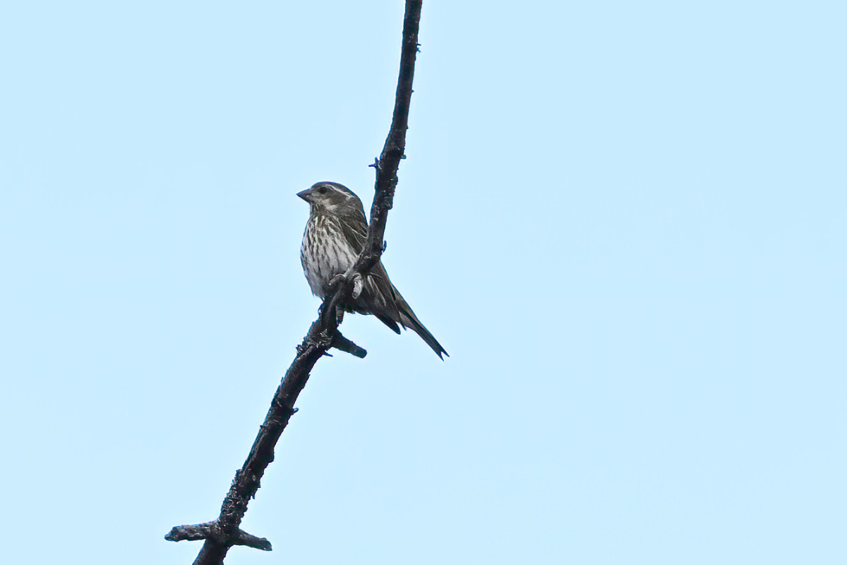 A femle purple finch