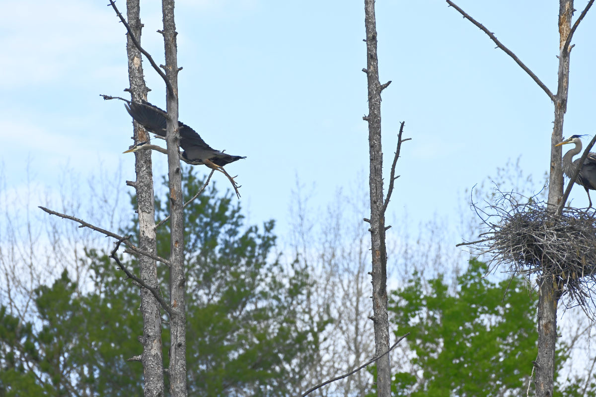 The relieved ( in two ways) female leaves to hunt.