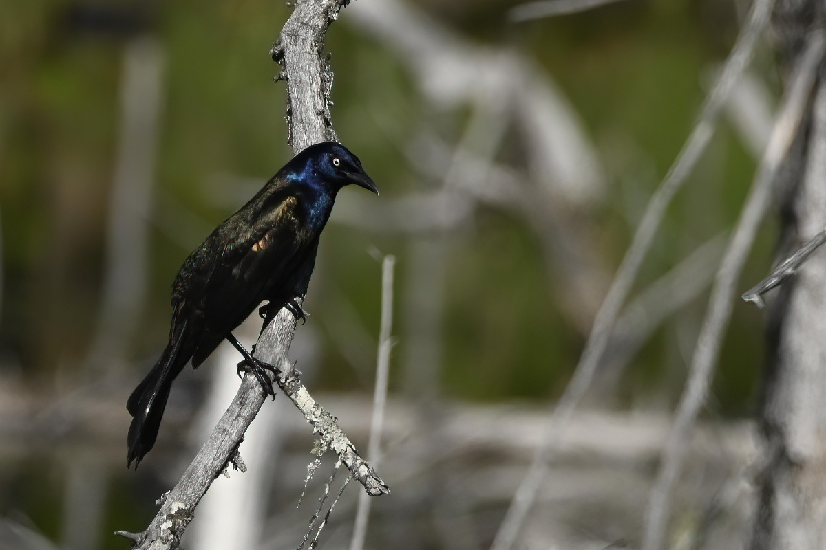 There are grackles at the pond