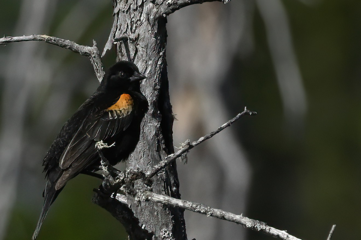 And, of course red-wing blackbirds