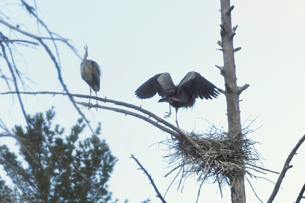 She walks along the branch to the nest.