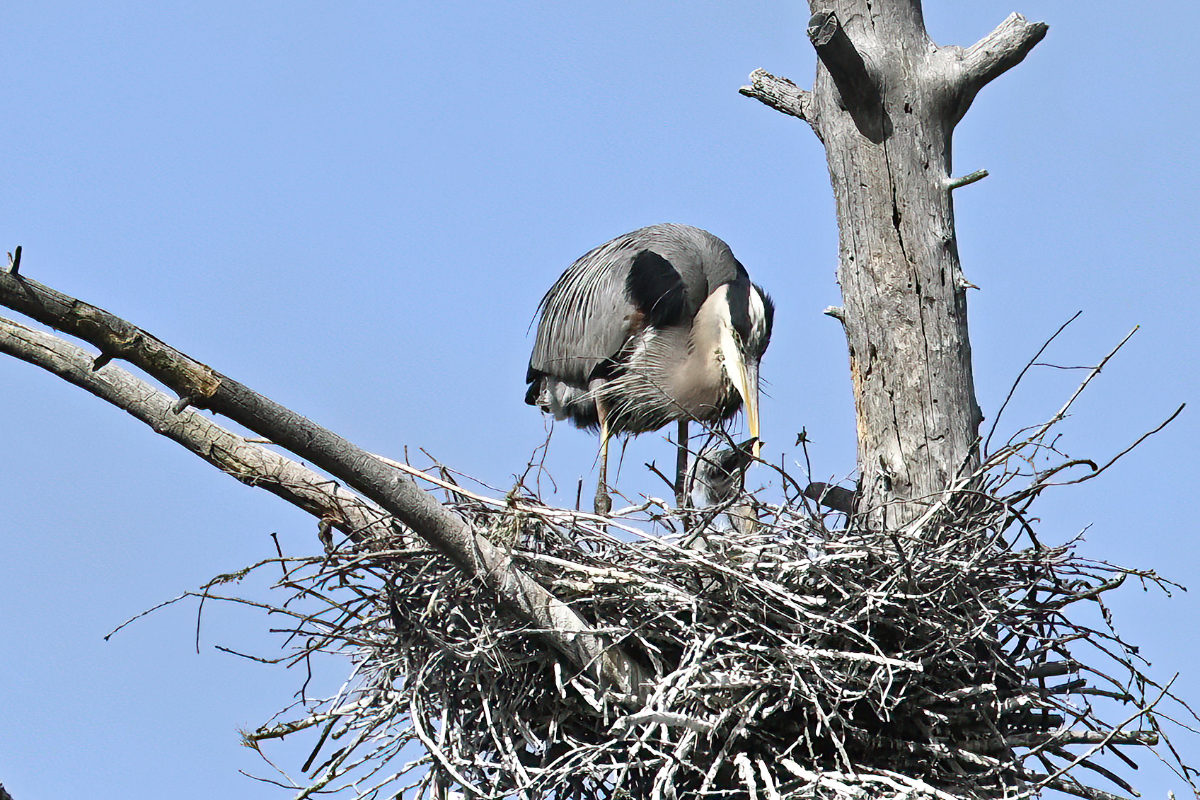 A firm grip on Mom's beak sends the message.