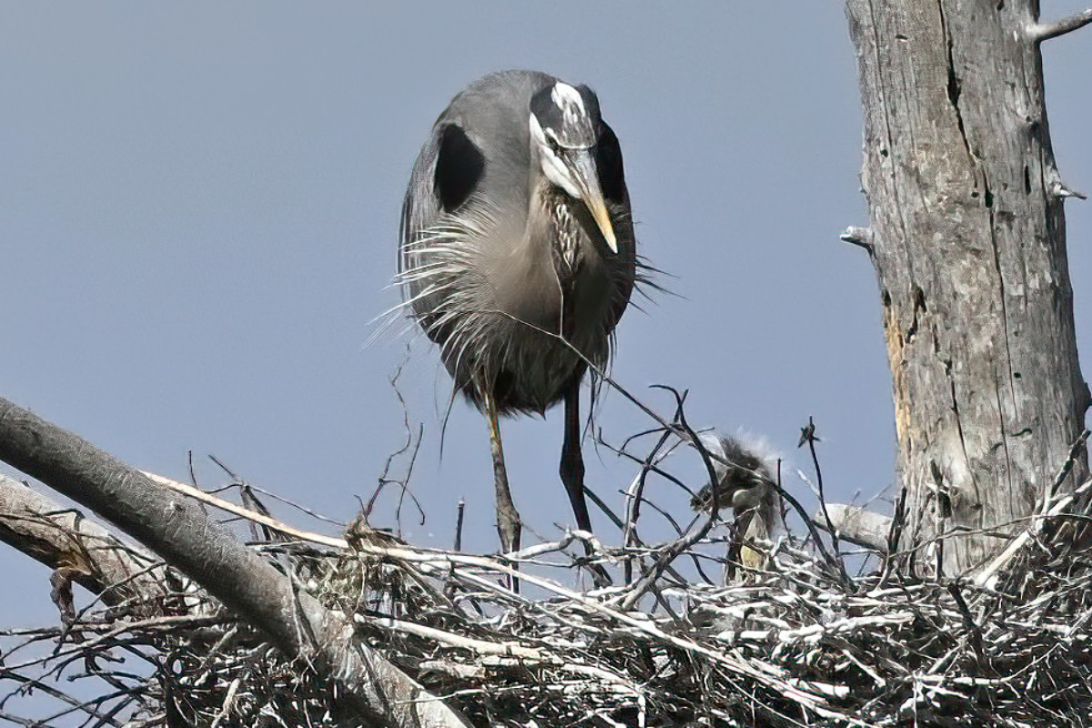 He may not be happy, but he knows that lunch is over for now.