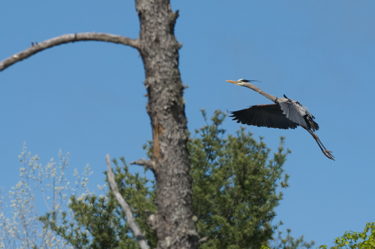 An interesting sequence to see how agile those big feet are on tiny branches.