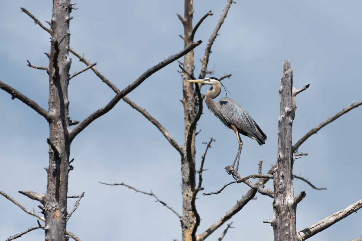 For big birds, they are quite agile in the air too.