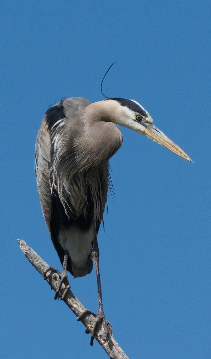 Her official Portrait