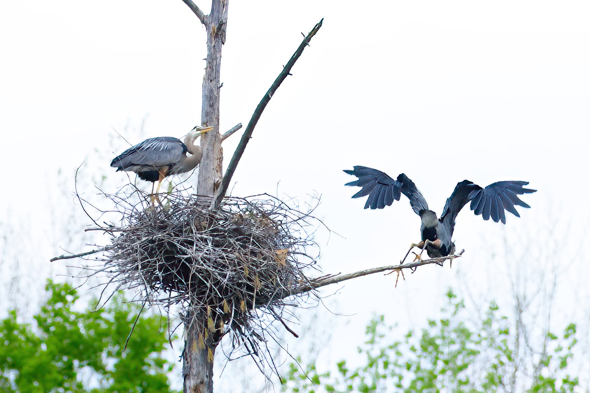 A rear-carriage view... beautiful in its apparent clumsiness. 