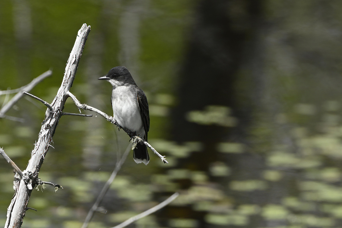 That sharp beak is very effective at taking prey in midair.