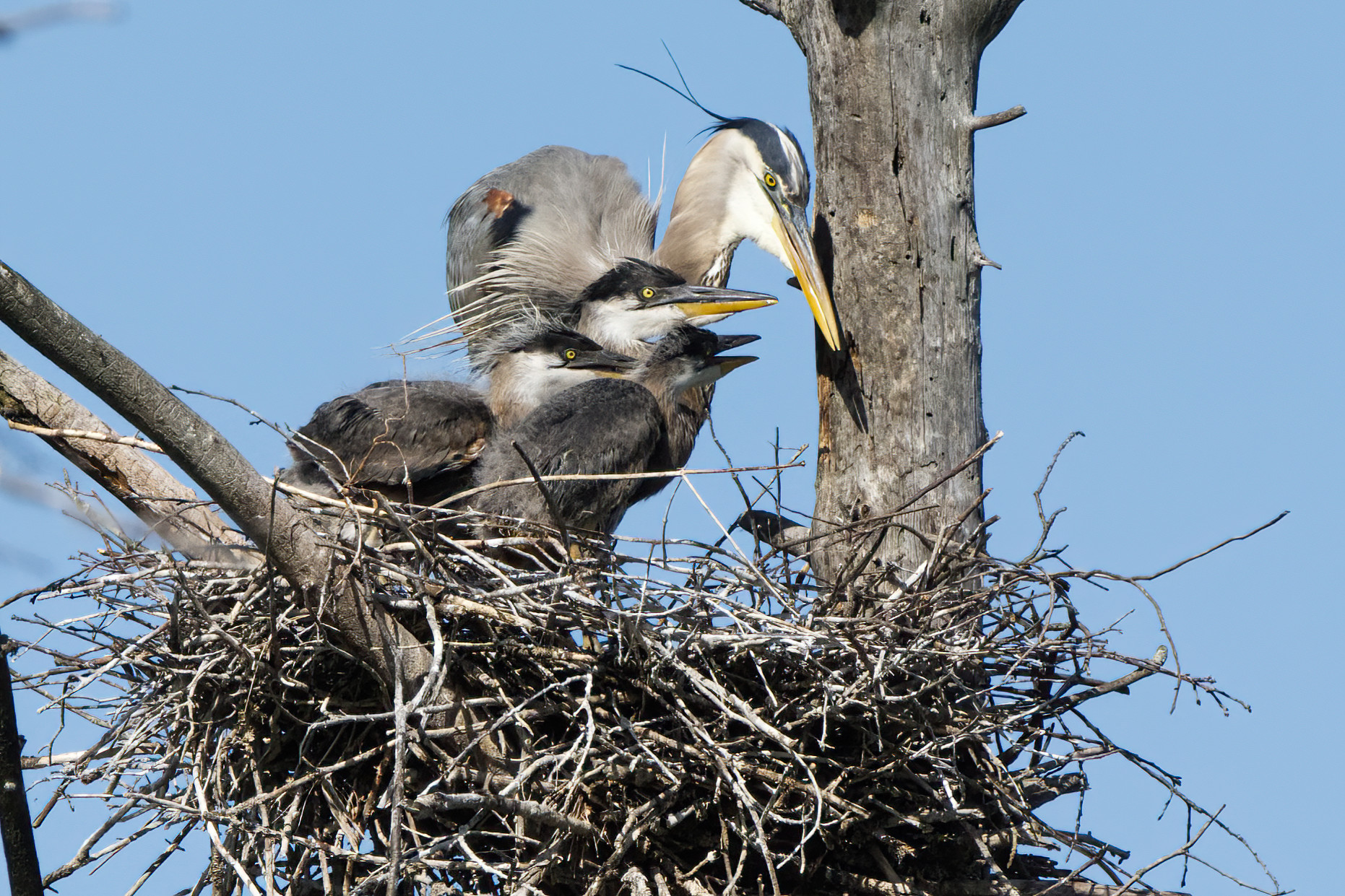 I'll head back to the pond and try to find more for all of you.