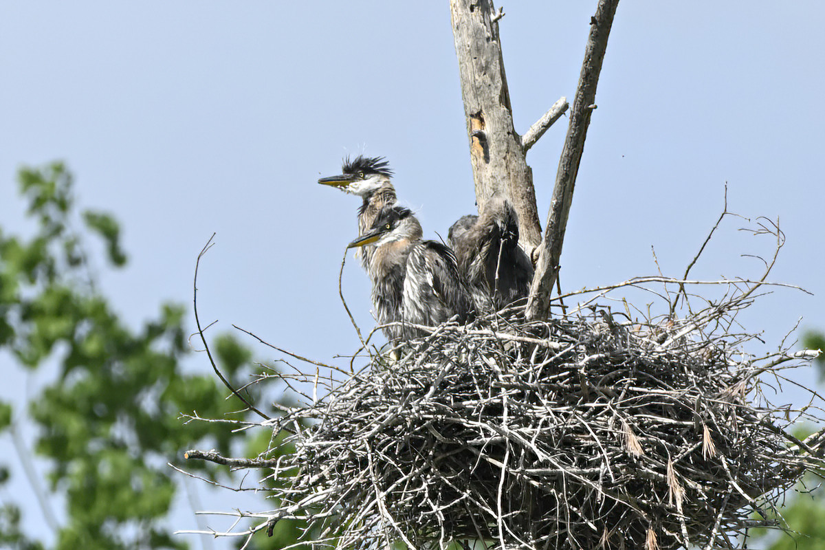 Those guys got fed. When's OUR mom going to show up?