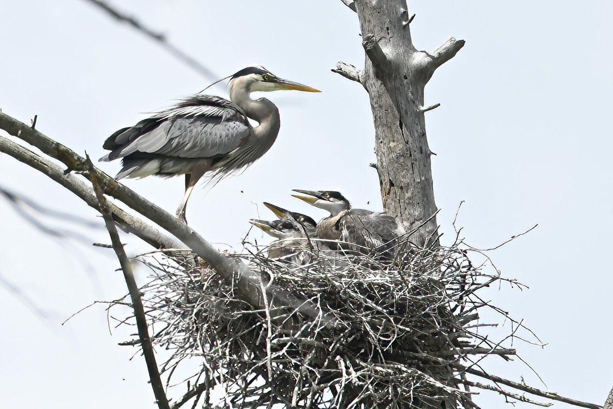 She then comes down into the nest.