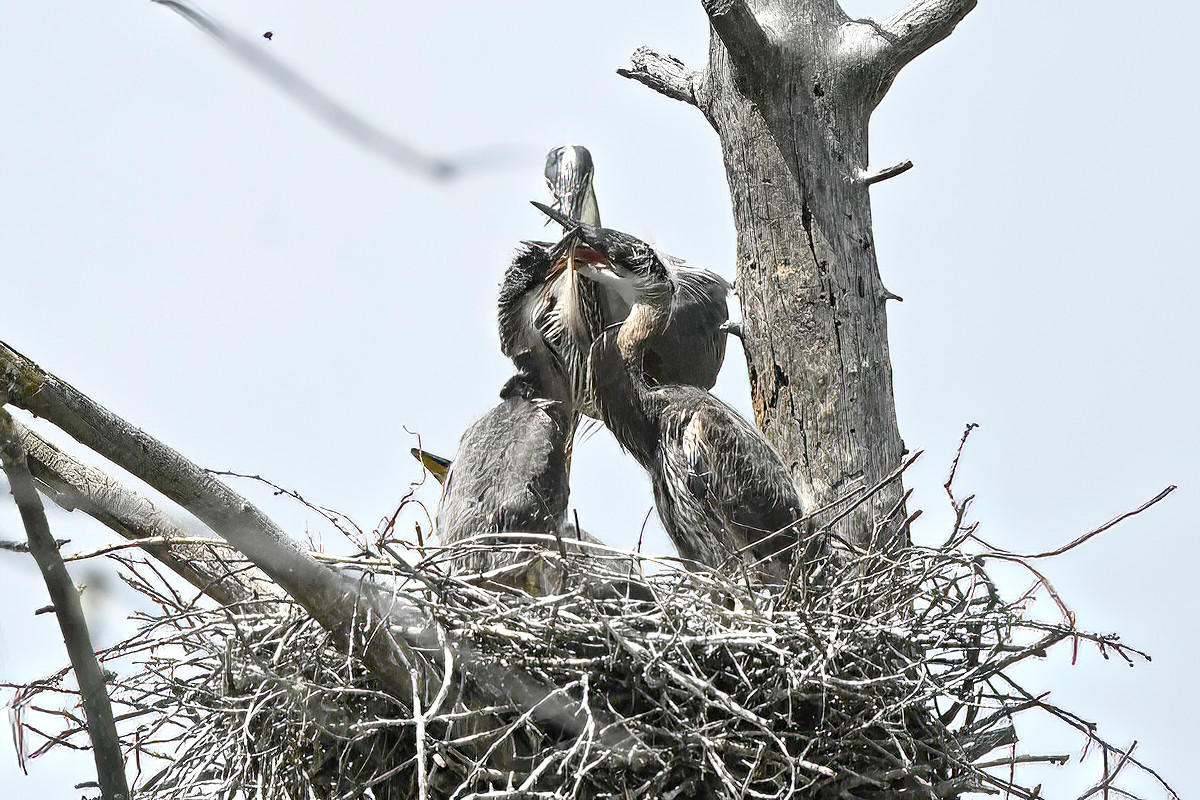 Where she is greeted warmly. The biting on the bill must stimulate her to regurgitate food from her crop.