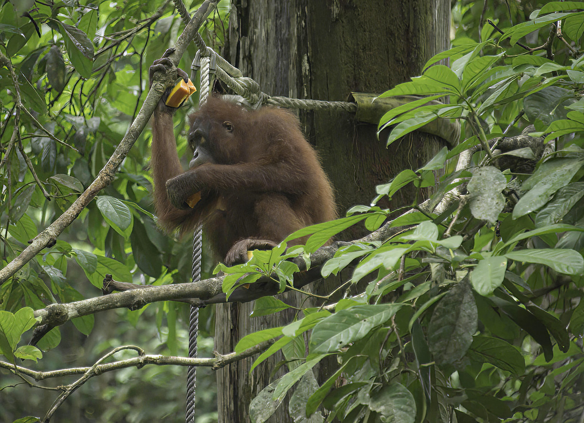 Munching is more comfortable high in a tree.