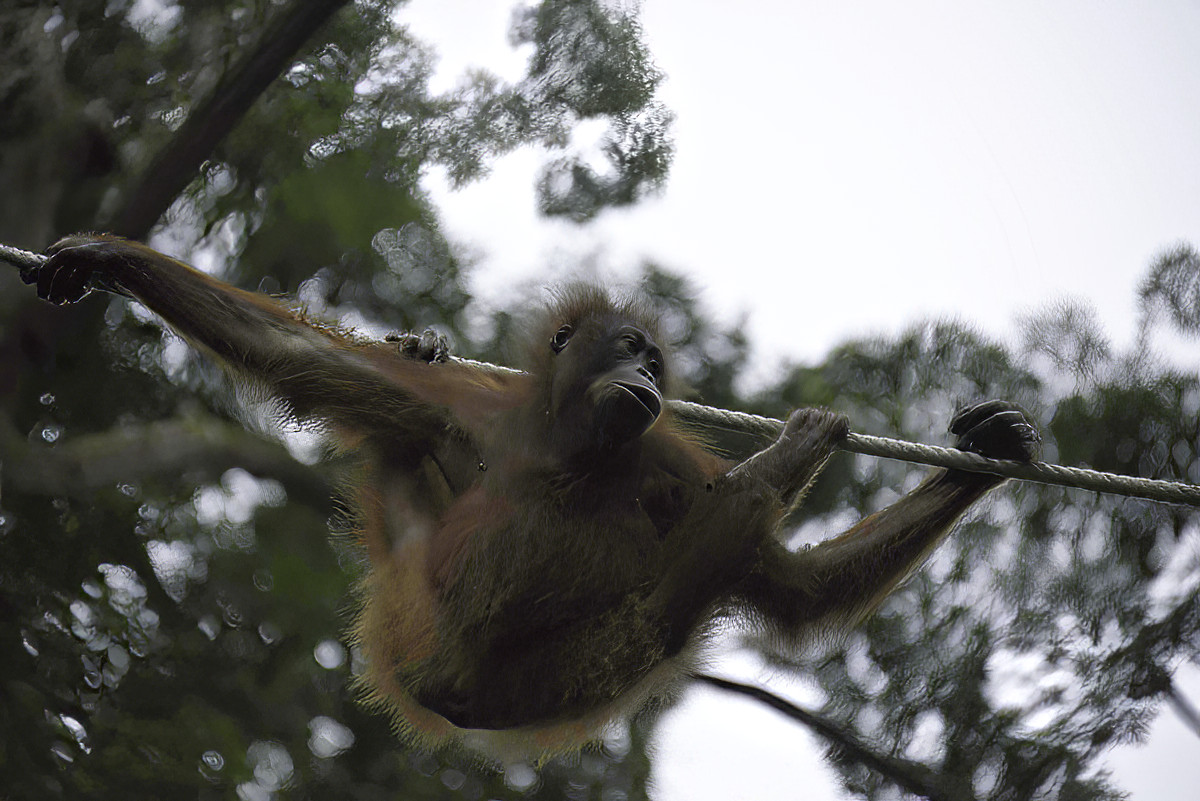 Their sense of humour is evident. One of the favourite tricks is to pee on the photographers.