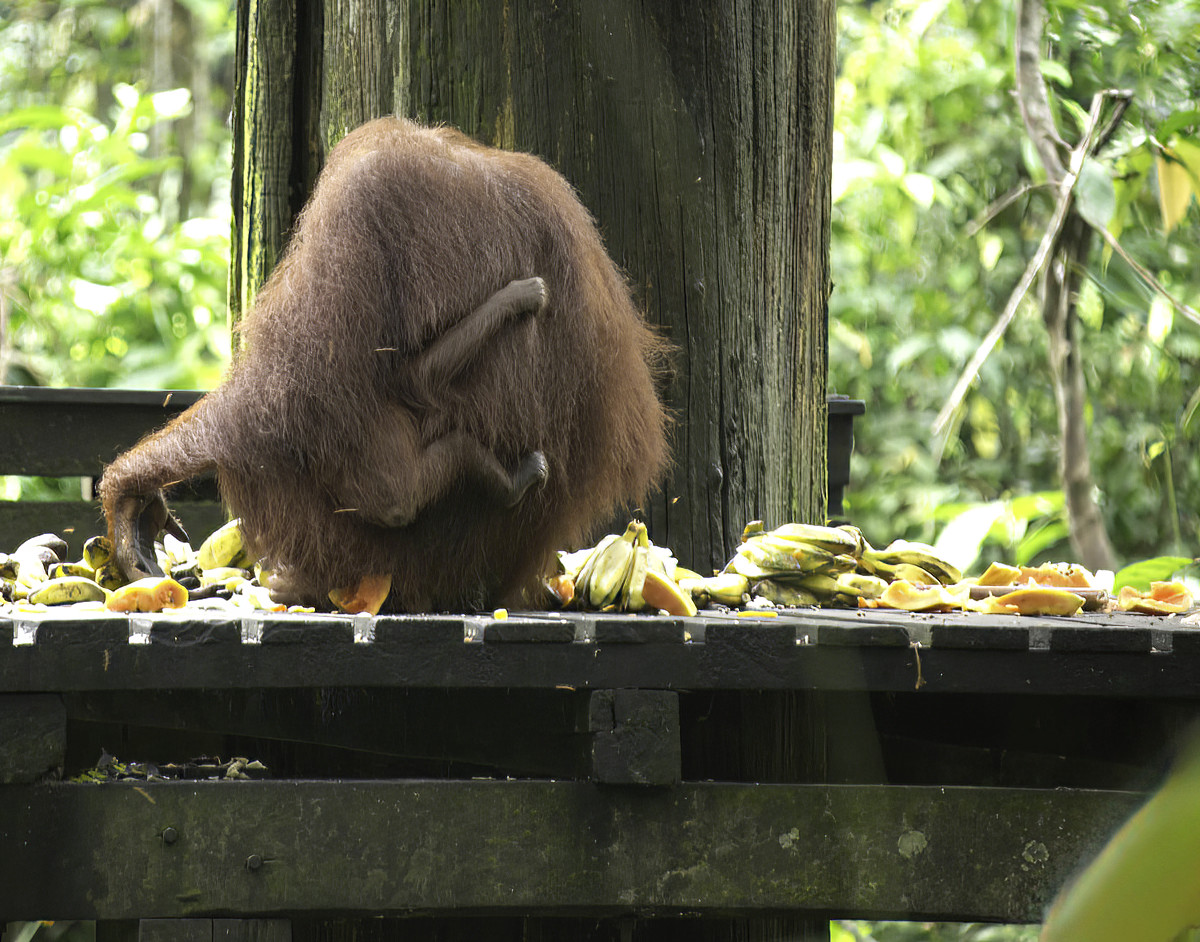 He provides his own baby-carrier