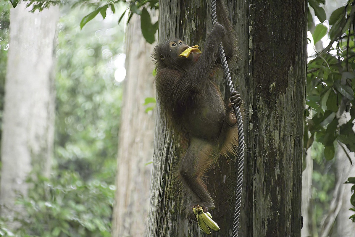 Then goes up to find a place to enjoy the treats.