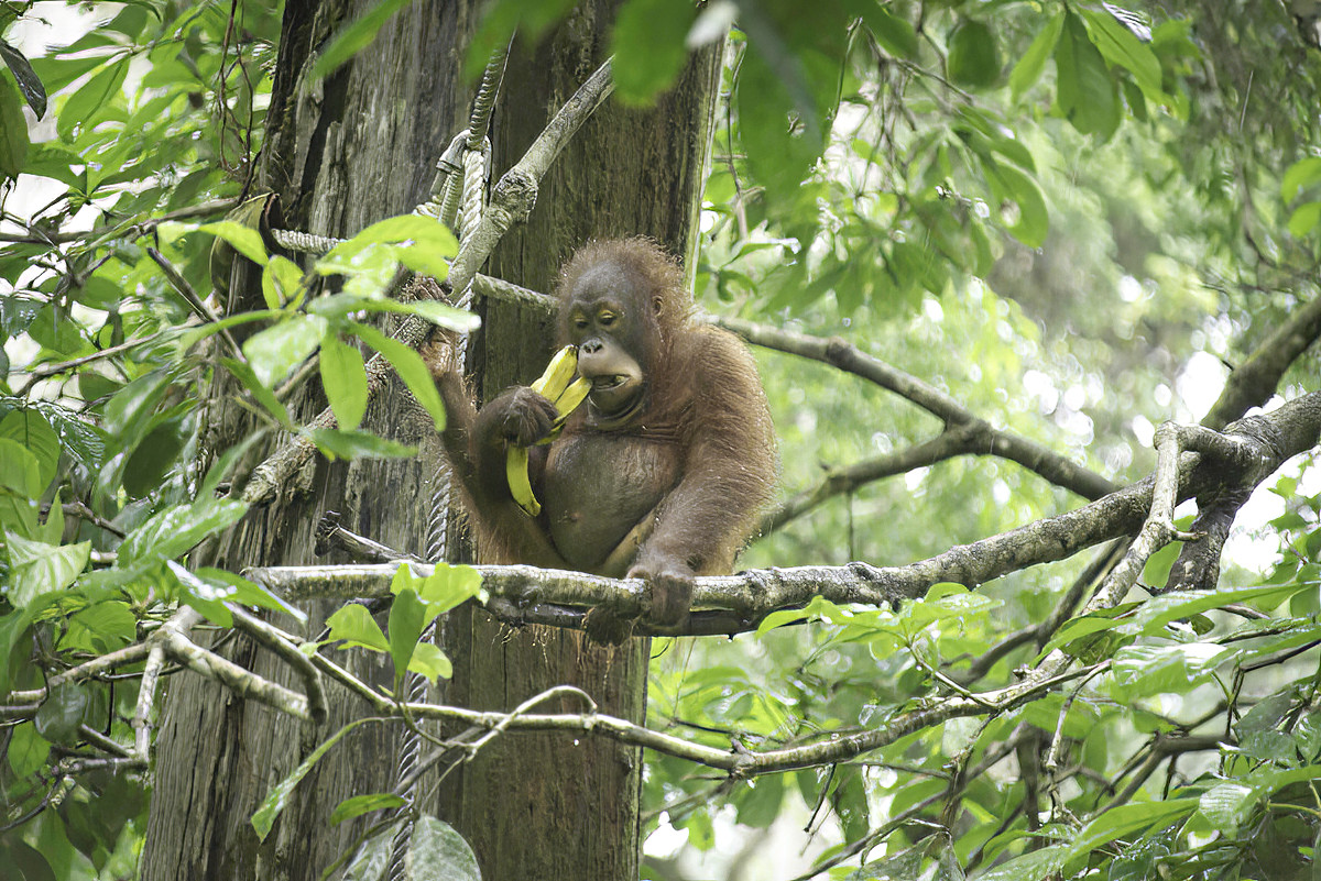 Here's a nice branch or two.