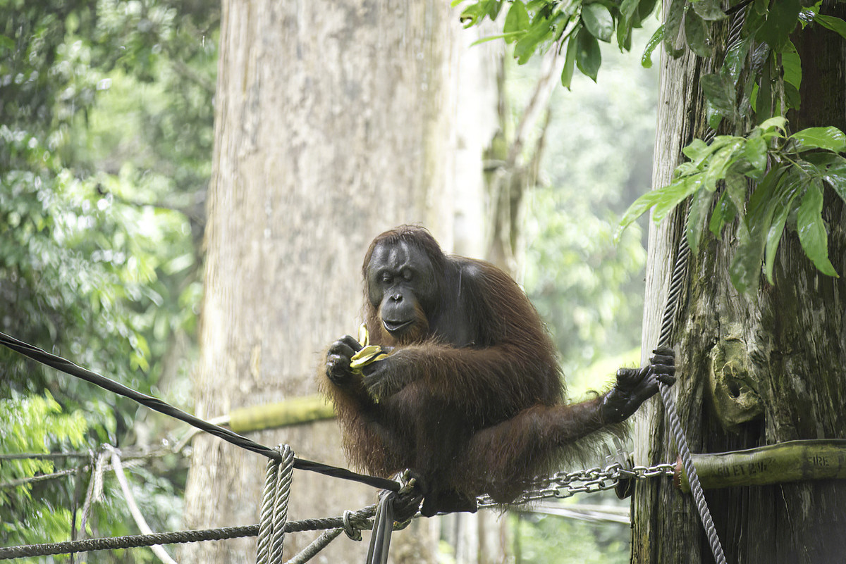 A large male arrived and brought his bunch of bananas to a high table.