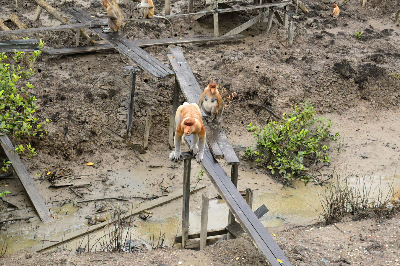 A male objects to something a small grey monkey said to him.