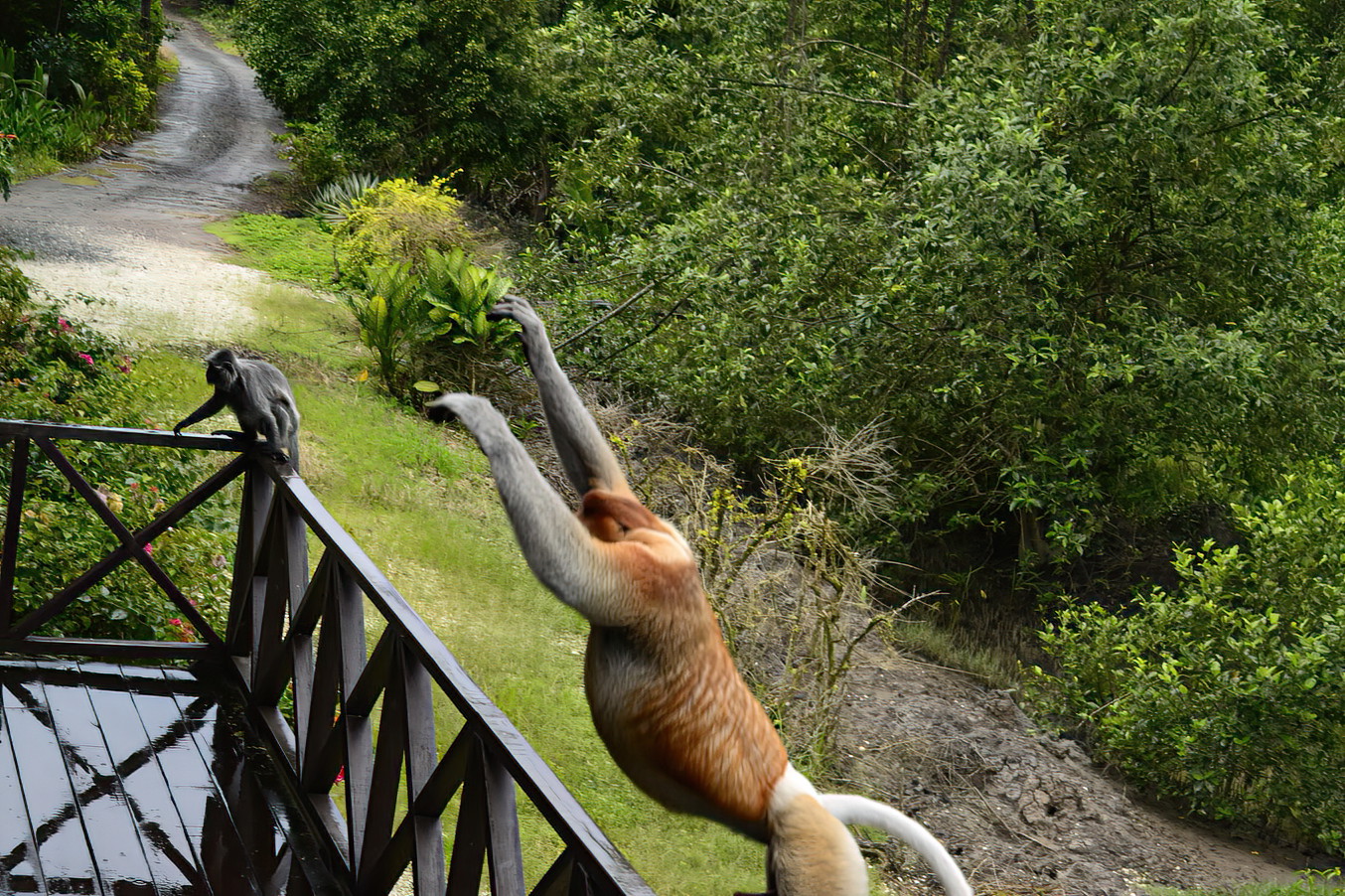 It seems they can move very fast! (The grey also moved fast enough to make him miss.)