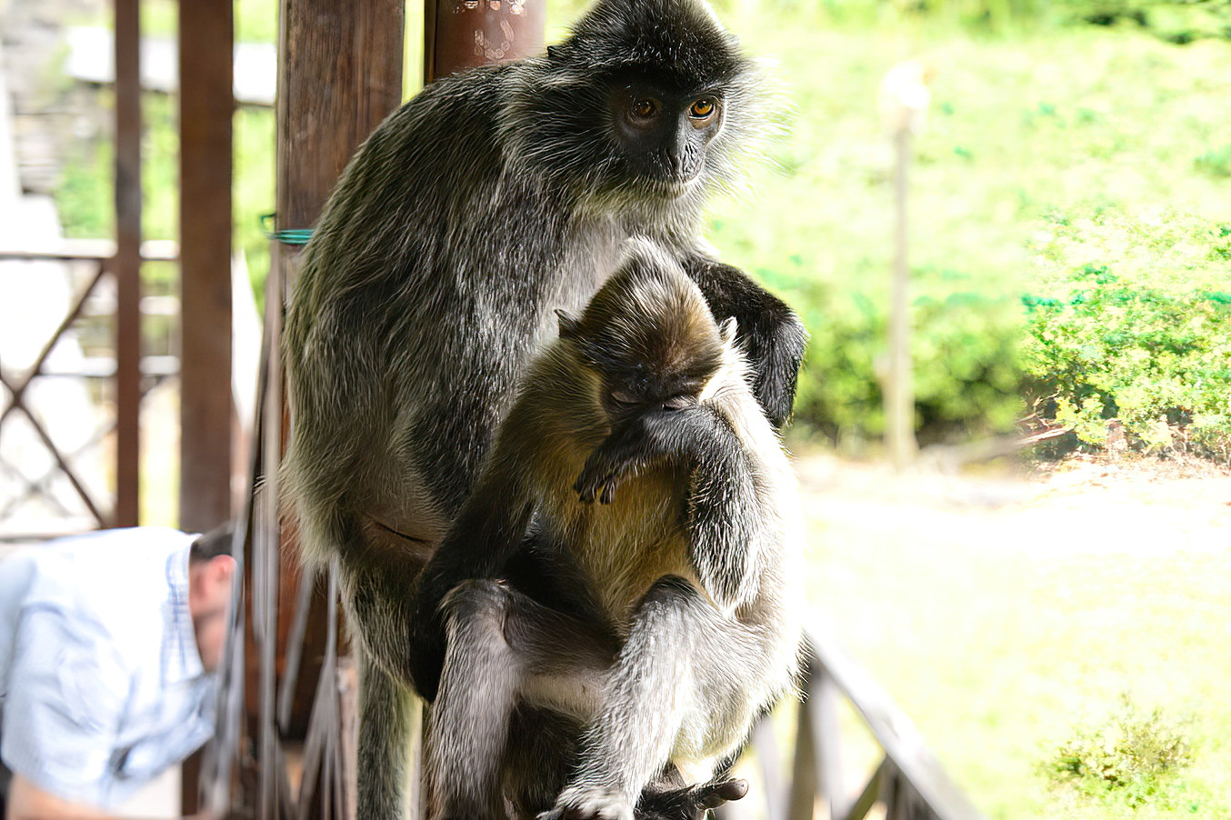 Other greys stayed on the deck with the tourists.