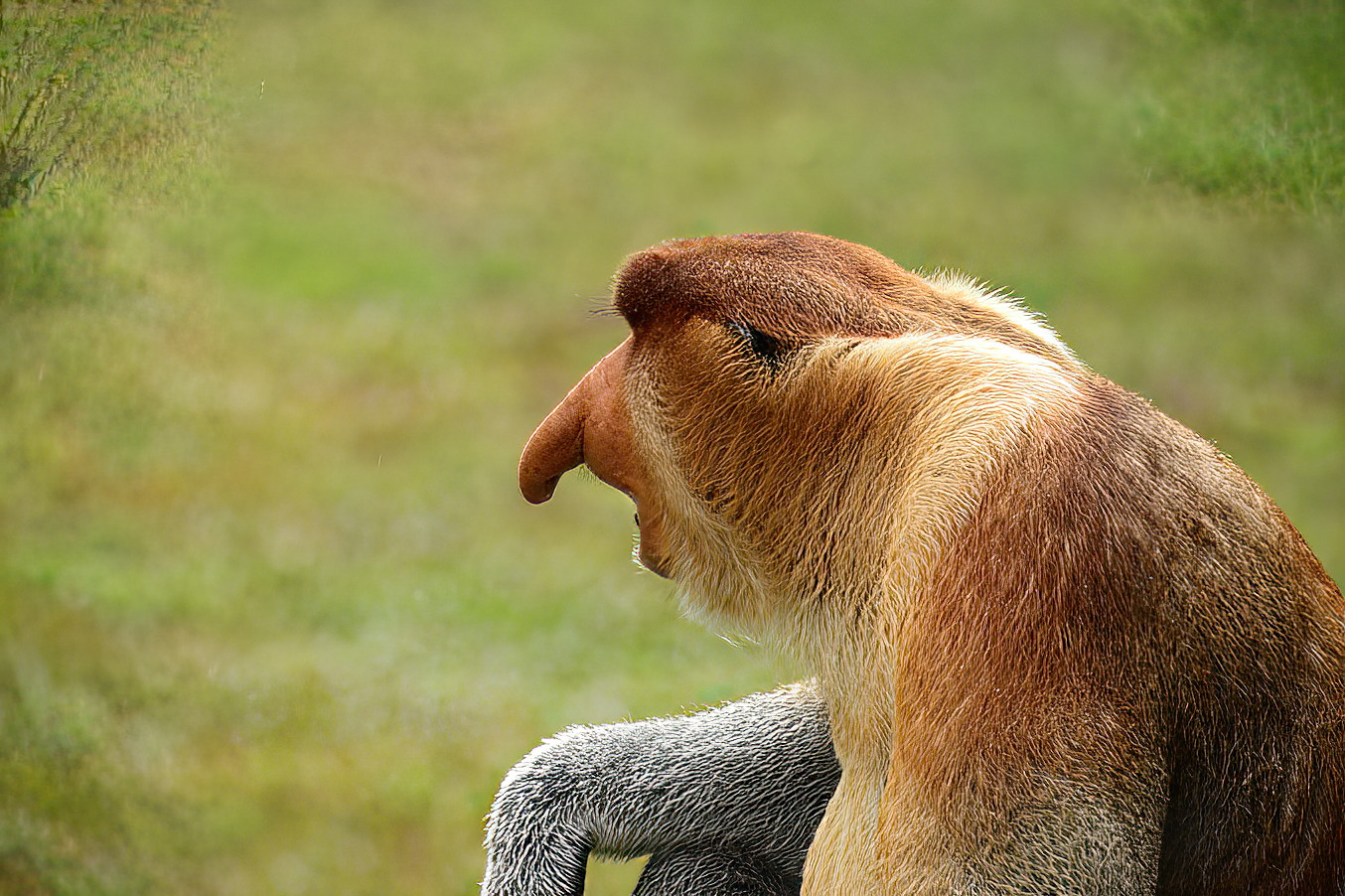 The large male decided to sit near the observation deck.