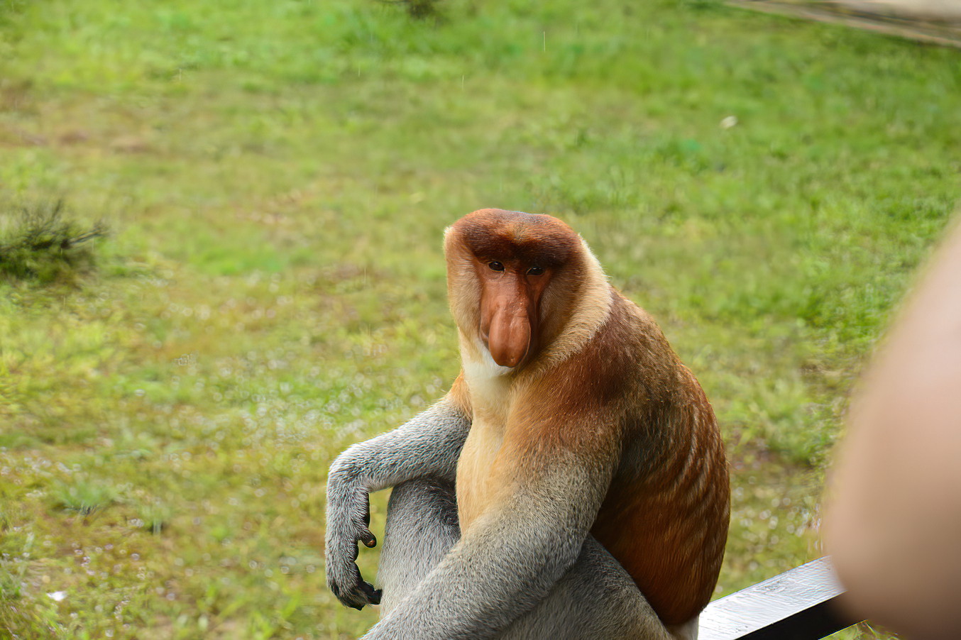 Looking gentle, we all knew he could rip us apart if he chose to do so