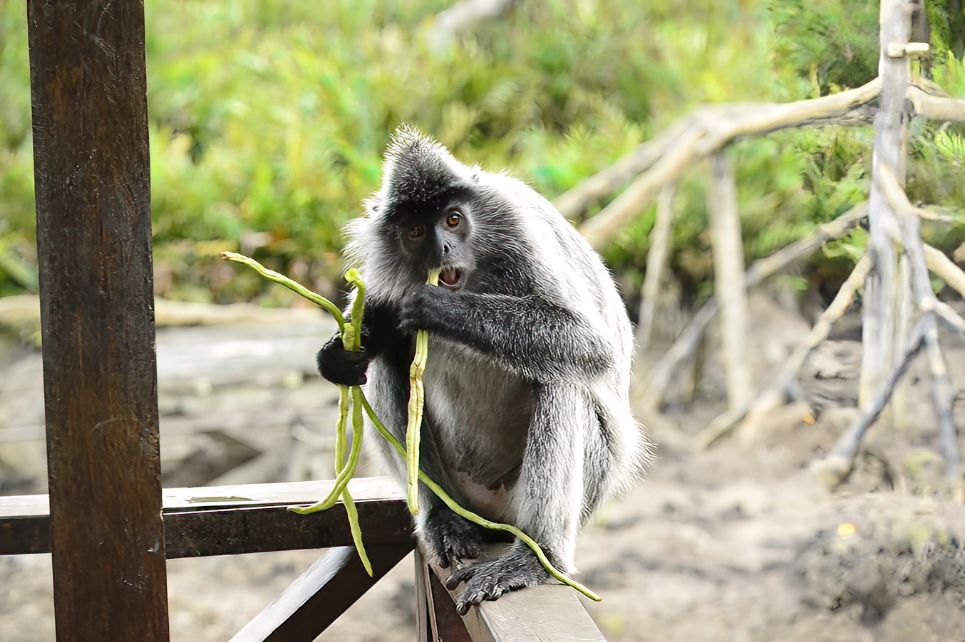 The Grey munched happily on a reed-like grass it picked from the river.