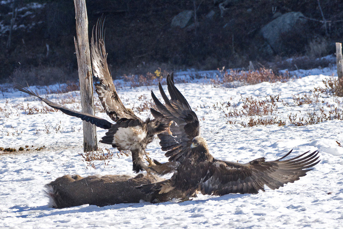 The occupant is having none of that!