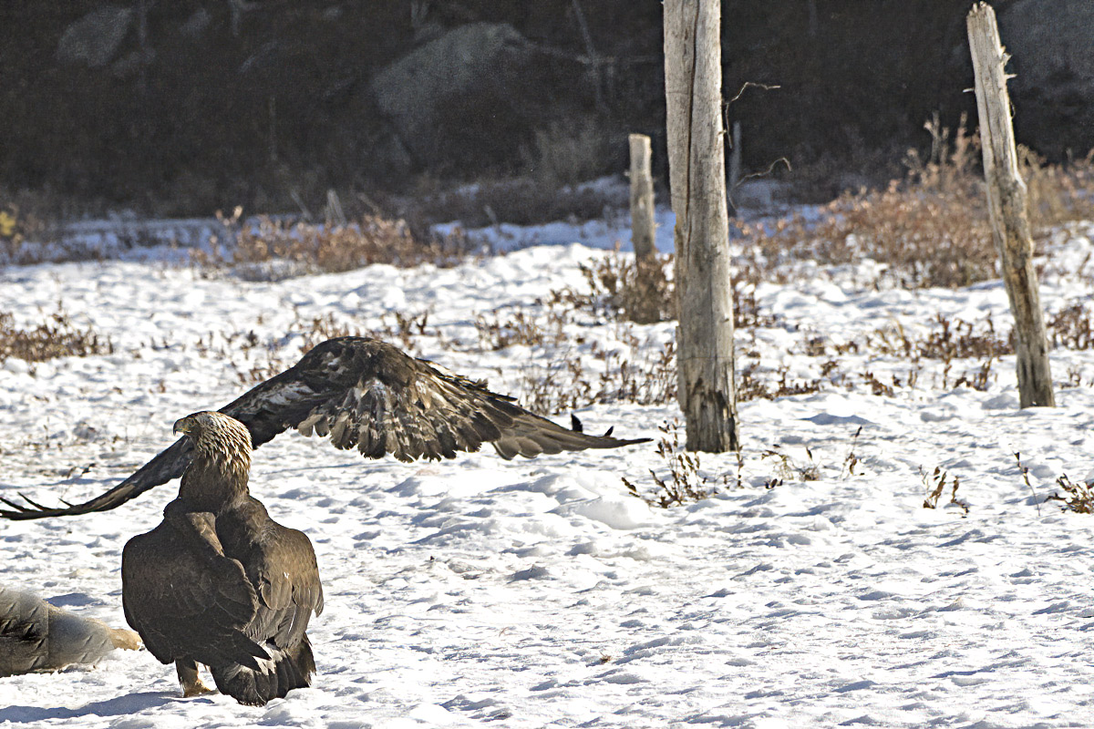 The interloper flies away in a huff.