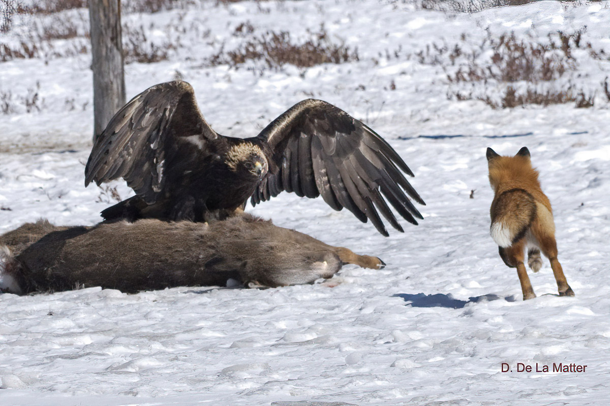 and catches a scent that he wants to investigate.