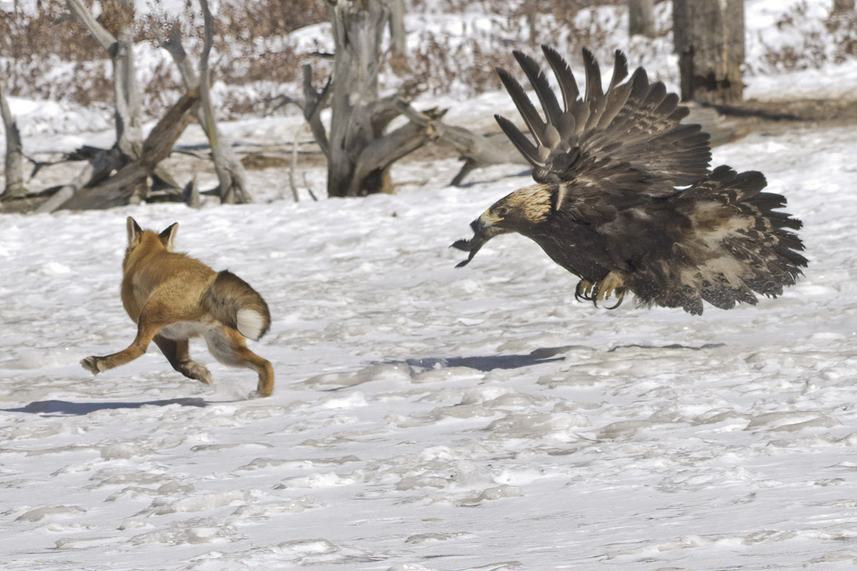 Eagle: " ...censored..."