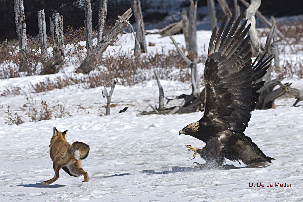Using wings to whip up a snowstorm