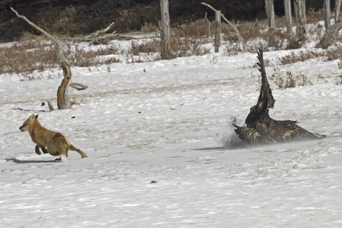 Snow flying, it does the trick.