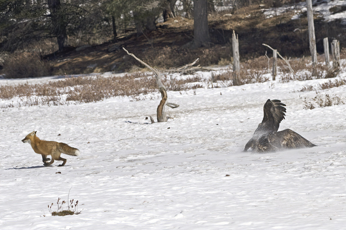The fox flees, and the eagle loses its footing and slides.