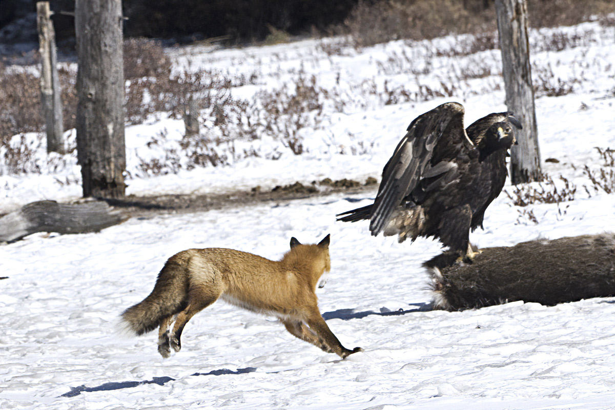 Ever the optimist, the fox tries again