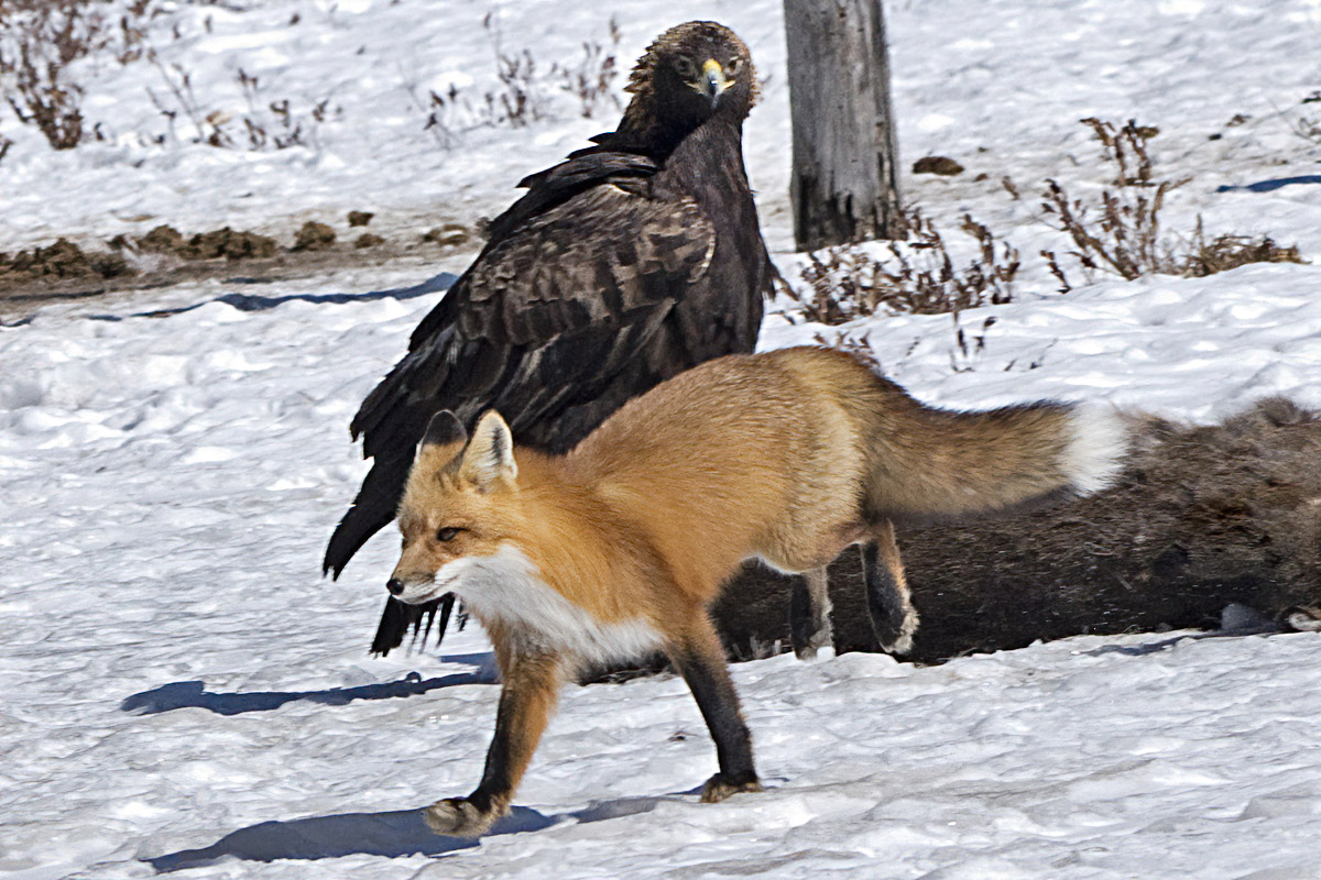 Fox thinks better of the idea and leaves, its face dripping with disgust.