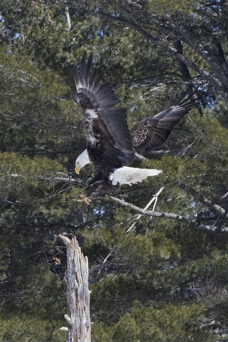 Landing on a dead tree