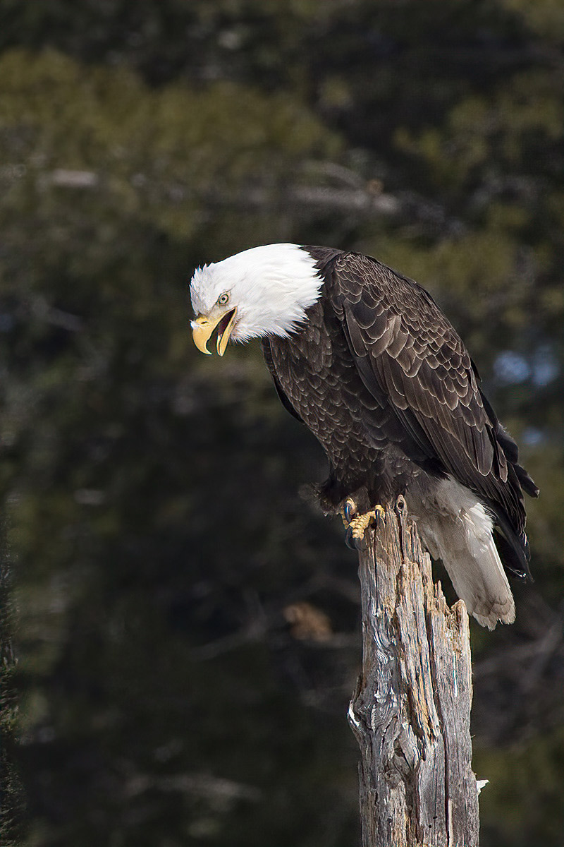 He surveys the scene (and the photographer) but decides not to feed.